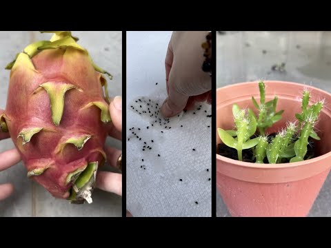 How To Easily Extract Dragonfruit Seeds EASY METHOD