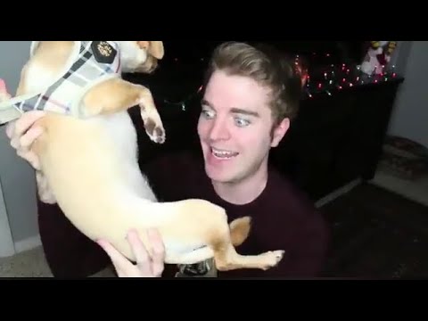 Shane Dawson Touched his Cat & Emma Chamberlain Does BLACK FACE?