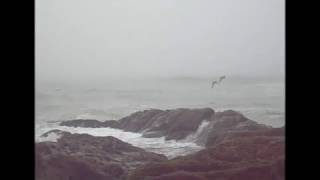 Du Haut Bonheur -L'oiseau noir et l'oiseau blanc
