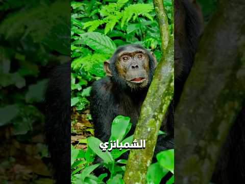 🔥 حيوانات بتحزن على ميتينها وتعملهم جنازة… زي البشر بالظبط! 🐘🥀