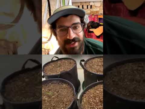 Autoflower 101: Class 2 with @firebudz101 pt1