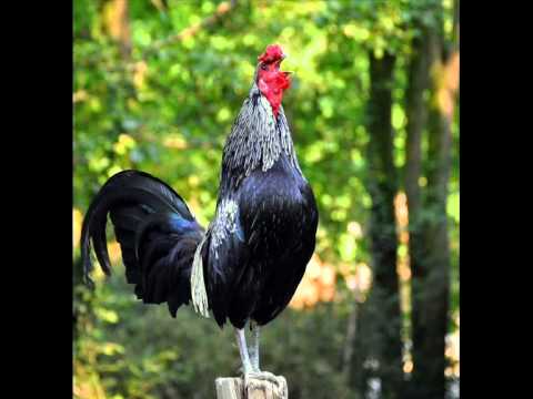 FATKEQI - NAPOLONI me kitarr (Do+)