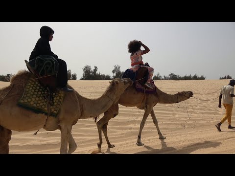 Camel Ride Adventure in the Desert in Lac Rose - Senegal April 2023 Roots & Culture Africa Journey