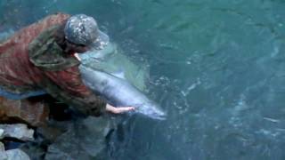 preview picture of video 'Tailing Salmon In Canada B.C..m2t'