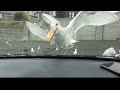 Seagull Eating A McDonald S Apple Pie Applepie Mcdonalds Seagull Nature Wild Fyp Crazy