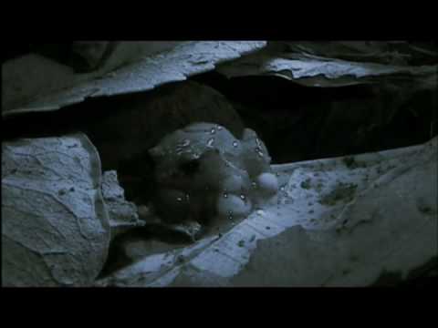 download lagu mp3 mp4 Marsupial Frog, download lagu Marsupial Frog gratis, unduh video klip Marsupial Frog