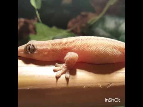 Ailuronyx seychellensis !