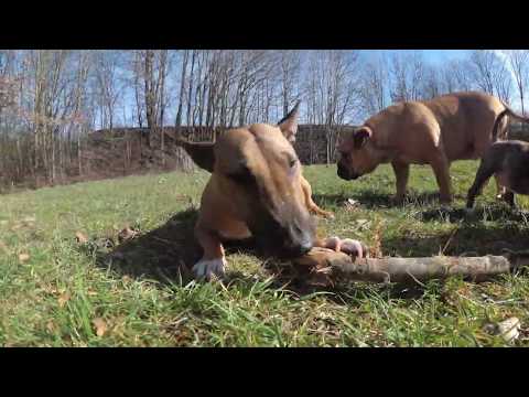 " Der letzte vom R-Wurf und Bullterrier " : Asgards Pride Bulldogs - Full HD / 4K
