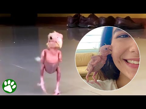 Papagei läuft herum wie ein nackter Dinosaurier