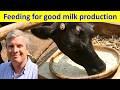 Feeding Your Cow For Good Milk Production