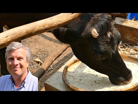 Feeding the dairy cow for good milk production