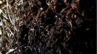 worm composting...Neglected wormbin is still okay
