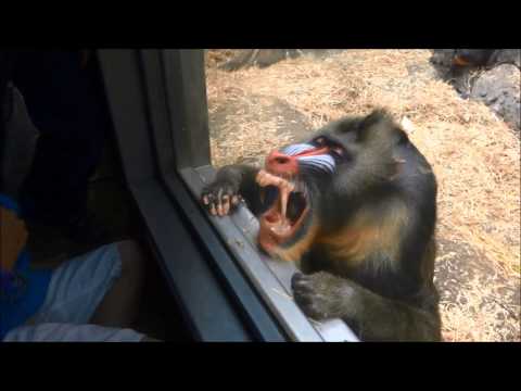 Baboon shows off funny faces