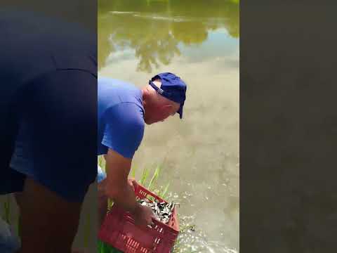 Entrega de hoje em São João do Ivaí PR #agro