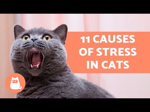 11 Causes of Stress in Cats