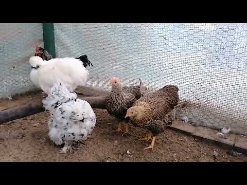 Zuwachs auf Müller's Hühnerfarm 🐔 Zwergwyandotten 😍 💜 und Wintereinbruch 🥶