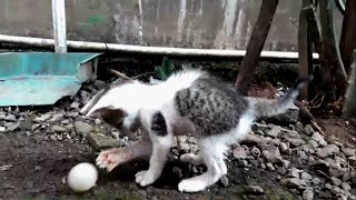 Download lagu Kucing Bermain Bola Bikin Gemes || Kucing Lucu || Kucing Kecil Bagian 5 mp3