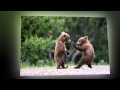 Развлечение для детей и их родителей. Самый смешной мир медведей. 