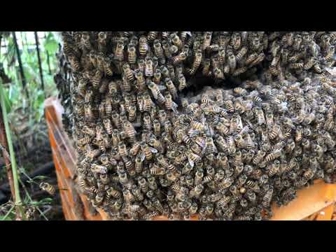 This summer was so hot for Bees