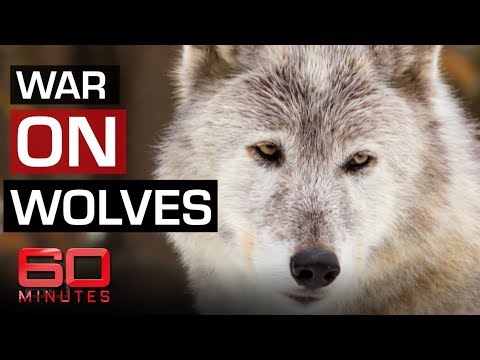The fight to save Yellowstone wolves | 60 Minutes Australia