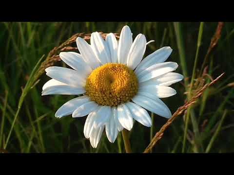 Amazing Colors of Spring Flowers and Fall Leaves - 4K Nature Relax Video with Nature Sounds