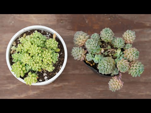 この春、多肉植物の植え替えはいつ頃できるでしょうか？植え替えを成功させるための重要なステップ  庭園