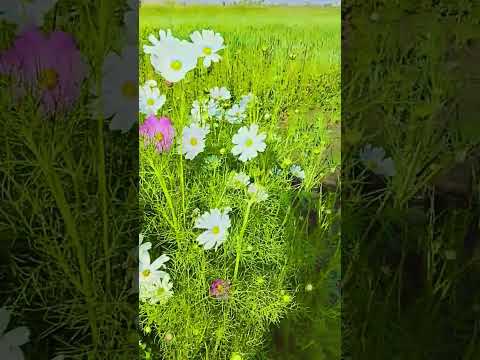 Beautiful flowers #foryou #beautiful