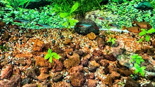 How to Keep Water in Aquarium Clean and Healthy without using filter with Red Lava Rocks