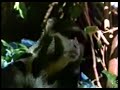Noggin Critter Corner Animals With Different Kinds Of Skin And Fur