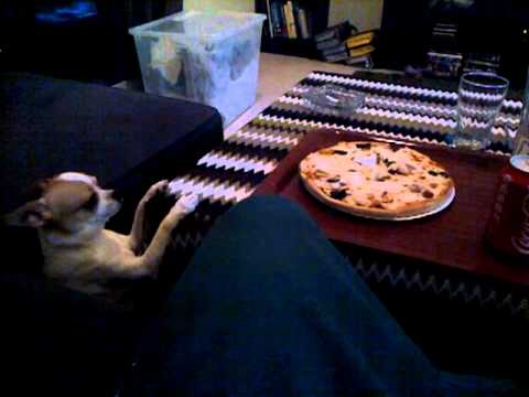 peanut and the pizza