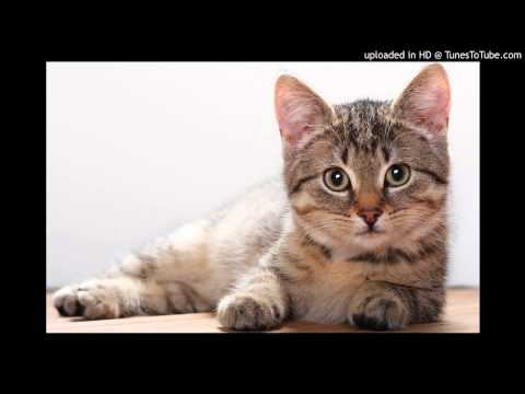 Ago Niglas - Tule sülle, kassiema