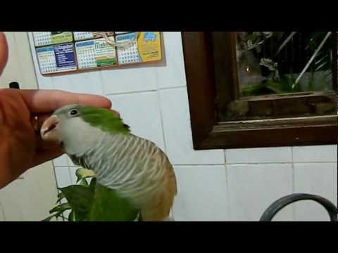 Caturrita cantando atirei o pau no gato-to to