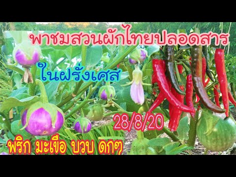คลิกเพื่อดูคลิปวิดีโอ