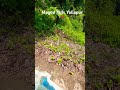 Magod Falls Yallapur Chotisdairies Ok9rl Travel Hubli Nature Godislove Chotisdairies Ok9rl