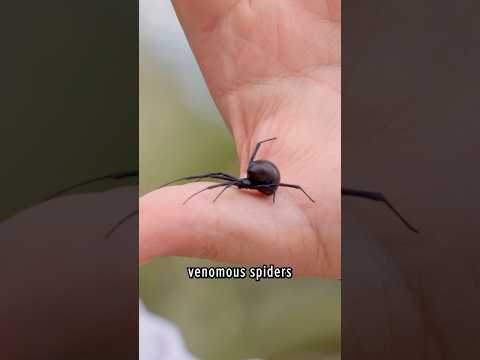 Black widow FREEHANDLING
