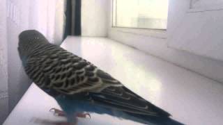 Пение волнистого попугая-Kevina