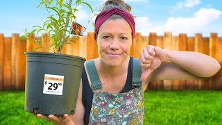 Potted Fruit Trees Are A Ripoff.