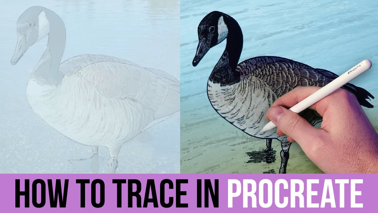 How to Trace in Procreate - Digital Art Tutorial for Beginners