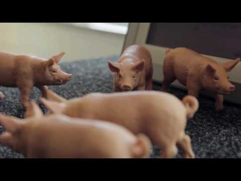 Precision livestock farming - the scientists