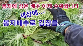 봉지에 심은 배추 이제 수확합니다. -세상에... 봉지배추로 김장을... 소꼽장난?(봉지에 작물 재배하기, …