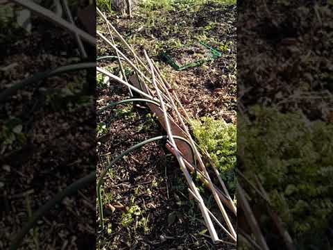 Unser Naschgarten im Februar