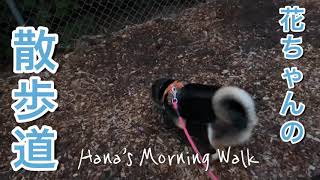 【Hana369】カモメの群れに遭遇