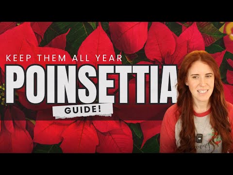 How to Keep a Poinsettia Alive After Christmas (Plant Science Explained)
