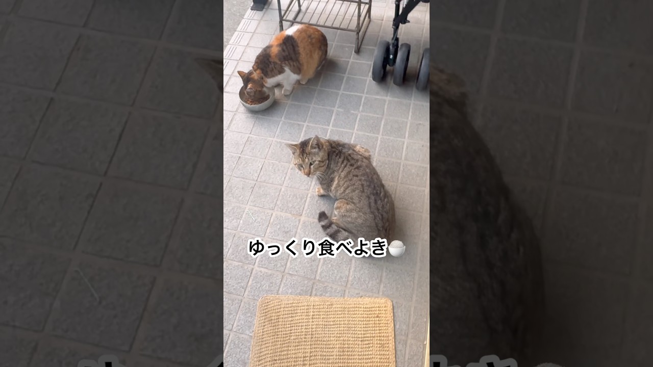 😸「ご無沙汰してます。僕達は元気だよ♬」トラ福。ミケ。地域猫。