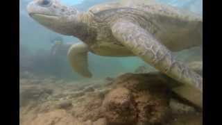 preview picture of video 'Surfing, spearfishing in hikkaduwa, Sri Lanka 2013 gopro 3'