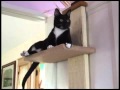 Tuxedo Cat Makes Bird Sound