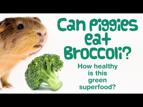 YouTube video about: Can guinea pigs eat gourds?