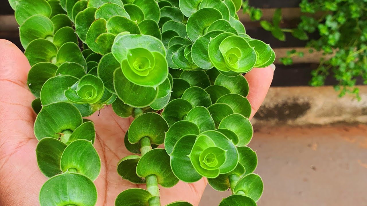 8 PLANTAS DE JARDIM FÁCEIS DE PROPAGAR EM CASA PARA MUDAS OU TROCAS