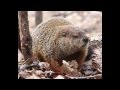 Buffy Sainte-Marie ~ Groundhog