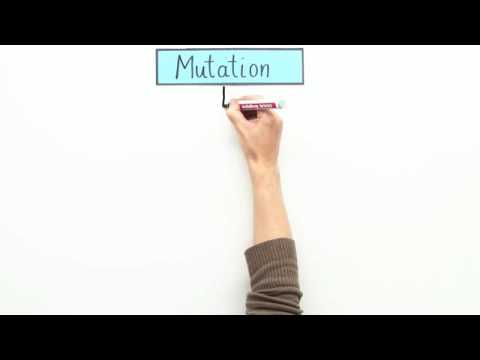 GENMUTATION | FORMEN UND URSACHEN | Biologie | Genetik und Entwicklungsbiologie